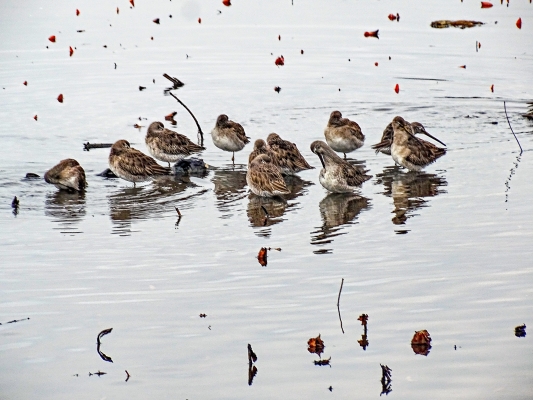 Tiled Image