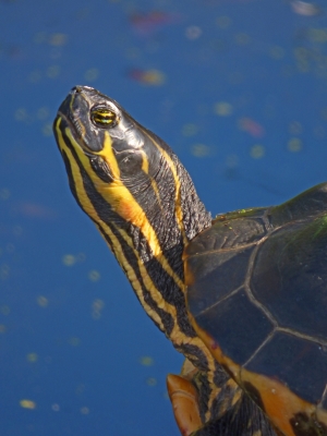 Tiled Image