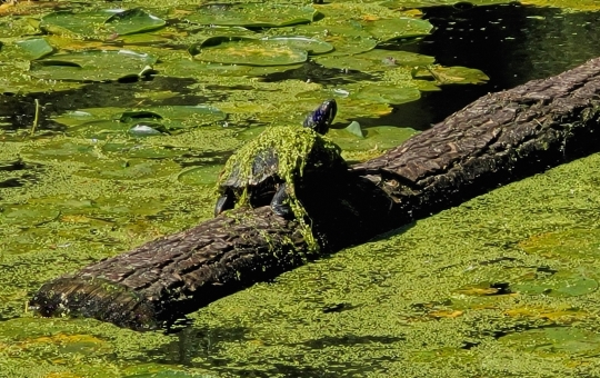 Tiled Image